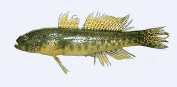 Immagine del pesce