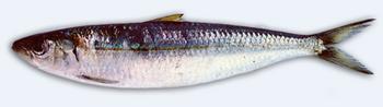 Immagine del pesce