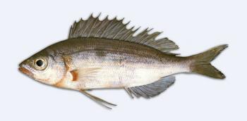 Immagine del pesce