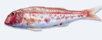 Immagine del pesce