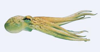 Immagine del pesce