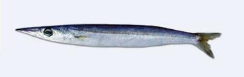 Immagine del pesce
