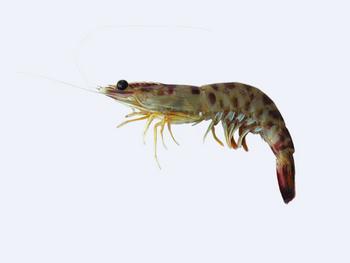Immagine del pesce