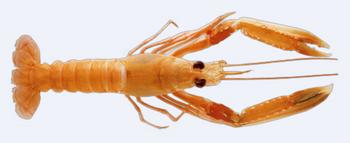 Immagine del pesce
