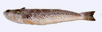 Immagine del pesce