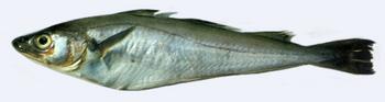 Immagine del pesce